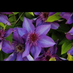 Meet your Posher, Carmen